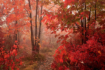 Red tree, Park trees, Autumn vibes, Vibrant leaves HD wallpaper