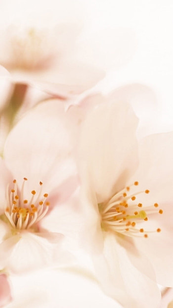 May Background, Soft, Light Pink HD phone wallpaper