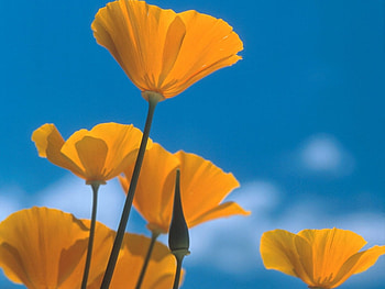 Plants, Flowers HD wallpaper