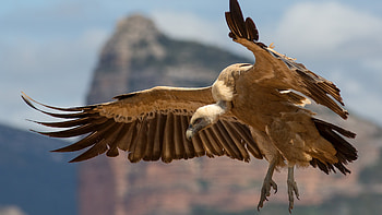 Griffon Vulture, Ultra , background HD wallpaper