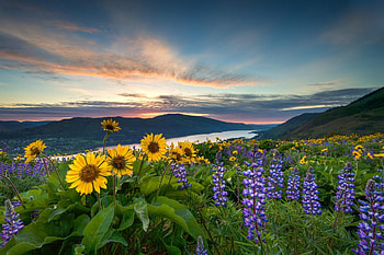 * Beautiful sunset *, nature, flowers, field, sunset HD wallpaper