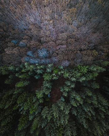 Nature, View From Above, Balance, Forest HD phone wallpaper