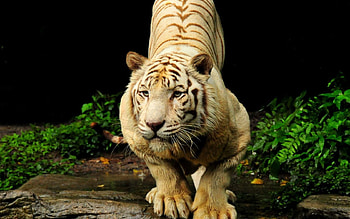 Animals, Muzzle, Predator, Big Cat, Tiger HD wallpaper