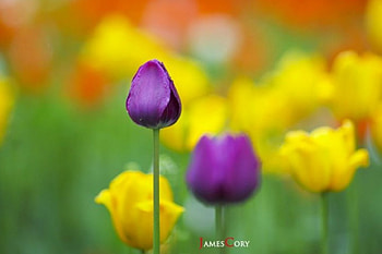 The other...Tulip, purple and yellow, beautiful, flowers, tulips, outdoor nature HD wallpaper