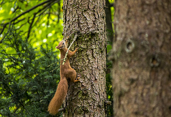 Animals, Squirrel, Wood, Tree, Beast, Bark HD wallpaper