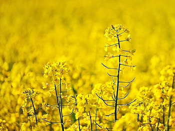 colza, cute, nature, flowers, yellow HD wallpaper