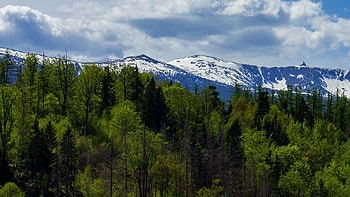 Trees Forest Snow Covered Mountains Background Under White Clouds Blue Sky Nature HD wallpaper