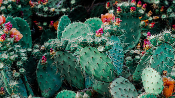 High-definition beauty, Mesmerizing cactus, Nature's artwork, art HD wallpaper