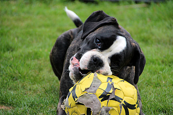 Animals, Dog, Muzzle, Ball, Playful HD wallpaper