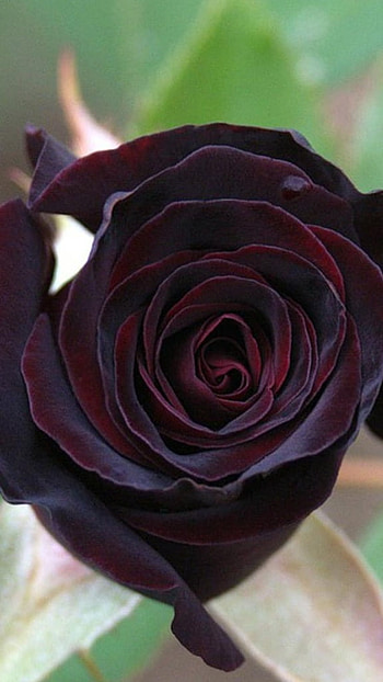 Black Rose, Beautiful Flower HD phone wallpaper