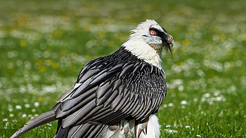 Bearded Vulture, Stunning , Striking backgrounds HD wallpaper