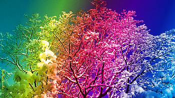 Rainbow Snow, colorful, snowy, multicolored, rainbow, snow, trees HD wallpaper
