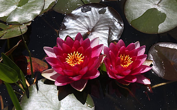 Waterlilies, leaves, dark red, Latvia, flowers HD wallpaper