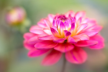 Dahlia, Bud, Flower, Pink, Petals HD wallpaper