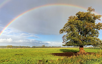 Rainbow in Germany, Germany, rainbow, tree, field HD wallpaper