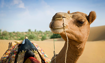 Camel business models, Digital world HD wallpaper