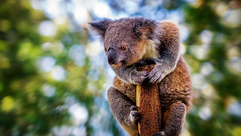 Koala characteristics, Australian wildlife, Unique representatives, Living world wonders HD wallpaper