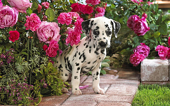 Animals, Flowers, Sit, Puppy, Dalmatians, Dalmatian HD wallpaper