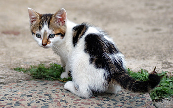 Animals, Grass, Kitty, Kitten, Spotted, Spotty, Asphalt HD wallpaper