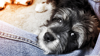 my best friend, dog, scruffy, canine, friend HD wallpaper