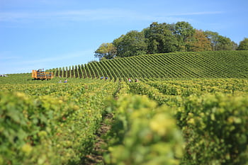 Vibrant vineyard in Reims, France, with rows of grapevines under a clear blue sky. HD wallpaper