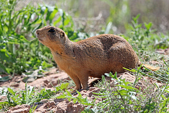 Utah Prairie Dog, Unique species, Native to Utah, Wildlife observation HD wallpaper