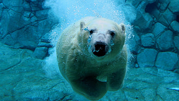 Animals, Bears HD wallpaper