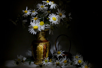 Still Life, vase, beautiful, dark, daisies, basket, pretty, daisy, petals, flowers HD wallpaper