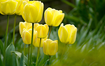 Flowers, Grass, Tulips, Greens HD wallpaper