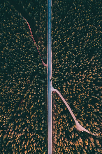 Nature, Trees, View From Above, Top, Road, Forest, Tops HD phone wallpaper