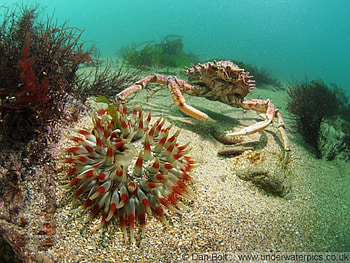 Urchins and Lobsters, blue, oceans, sand, beaches, urchins, interesting, seas, animals, underwater, water, sea grass, habitats, salt water life, crabs, fresh, lobsters, ecosystems, cool, nature HD wallpaper