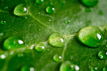 Leaf, green, drops HD wallpaper