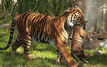 Animals, Tigers HD wallpaper