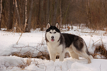 Animals, Wolfs, Winter HD wallpaper