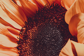 Flower, Macro, Petals, Blur, Smooth, Sunflower HD wallpaper