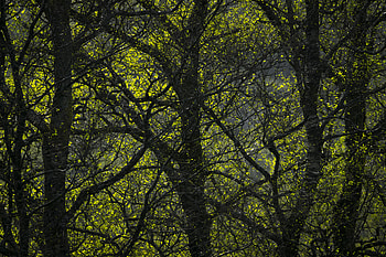 Nature, Trees, Leaves, Forest, Branches HD wallpaper