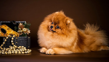 Dog, Spitz dog, mask, casket, beads HD wallpaper