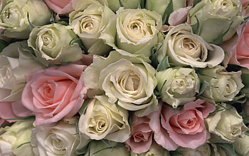 Plants, Flowers, Roses HD wallpaper