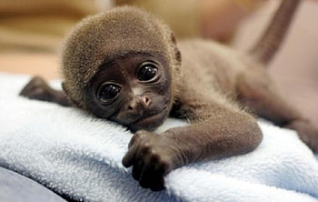 monkey, hands, sad, brown, towel HD wallpaper