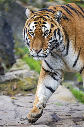 Animals, Muzzle, Predator, Big Cat, Tiger HD phone wallpaper