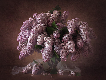 Still life, graphy, lilacs, vase, colors, beautiful, pretty, flowers, lovely, lilac HD wallpaper