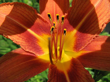 Red, iris, nature, flower HD wallpaper