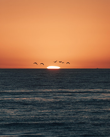 Nature, Birds, Sunset, Sea, Sun, Twilight, Dusk HD phone wallpaper