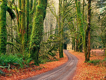 Tree, Road, , Forest, Fall, Olympic National Park HD wallpaper