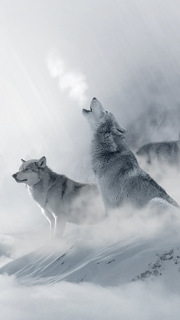 winter, Animal, wolf HD phone wallpaper
