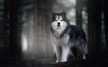 Herunterladen hintergrundbild, Alaskan Malamute big fluffy, Hund niedliche tiere, Hunde haustiere HD wallpaper