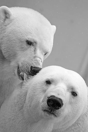 Intimate black and white of two polar bears interacting in their natural habitat. HD phone wallpaper