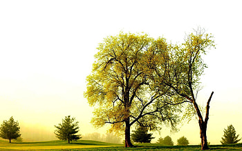 Nature, Trees, Crown, Branches, Branch, Wreckage, Detritus, Crowns, Half HD wallpaper