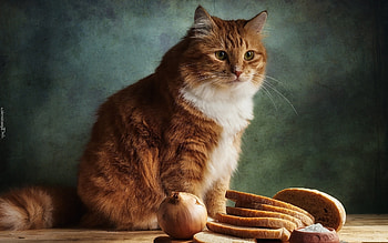 Cat in Kitchen, onion, animal, bread, cat HD wallpaper