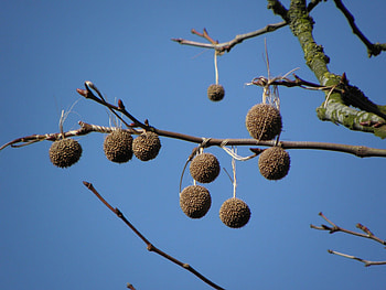 Sycamore Tree, Branch, 128 HD wallpaper
